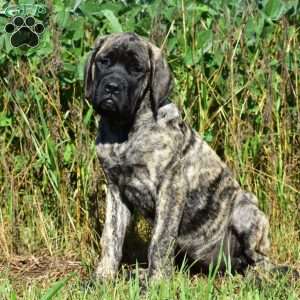 Alice, English Mastiff Puppy